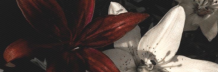 nadie —○ k/ia banner