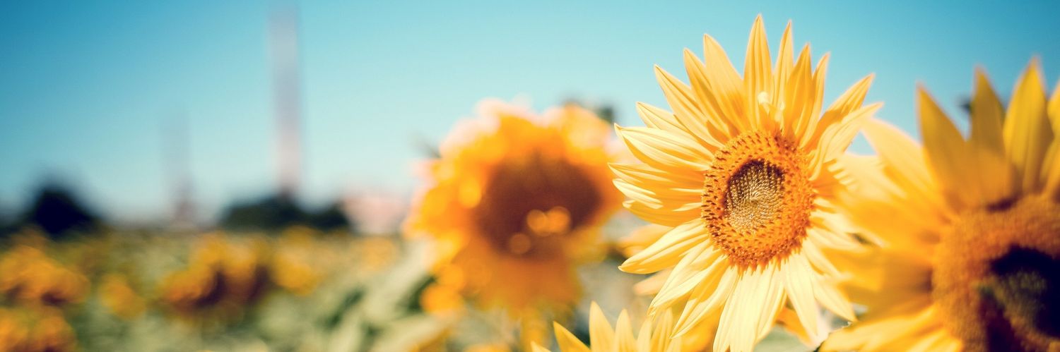 halcyon🌙✨ banner