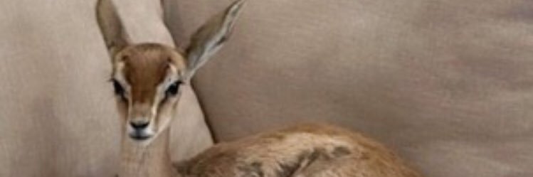 🦌عنوده💎's banner