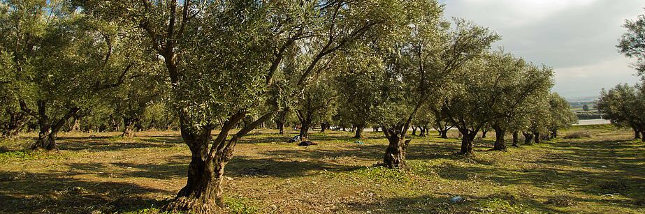 Foxfield Olive banner