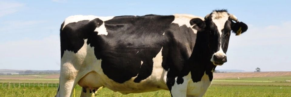 BonelliMuu🍄🐈‍⬛ banner