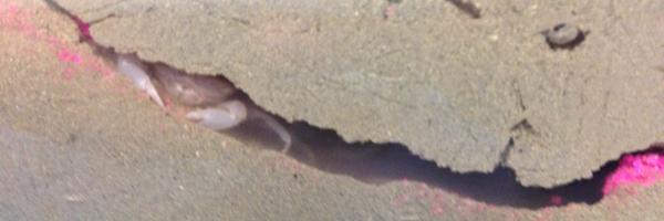 SeafloorScience Profile Banner