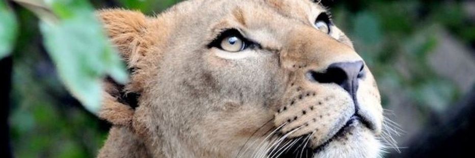 christophe lelong banner