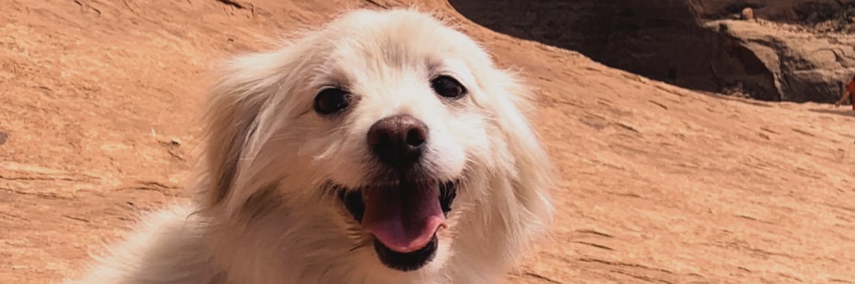 LillyIsOnline's profile banner image