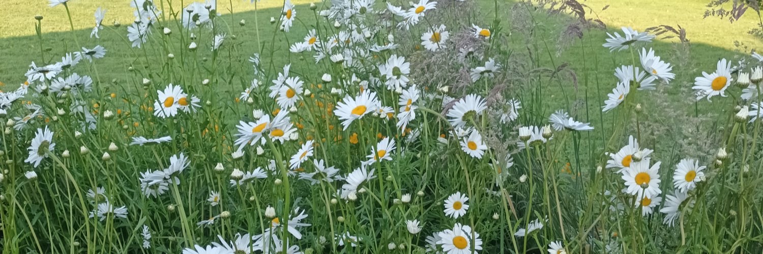 Neans McSweeney banner