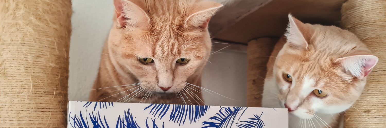 Une Belle Vie De Chat banner