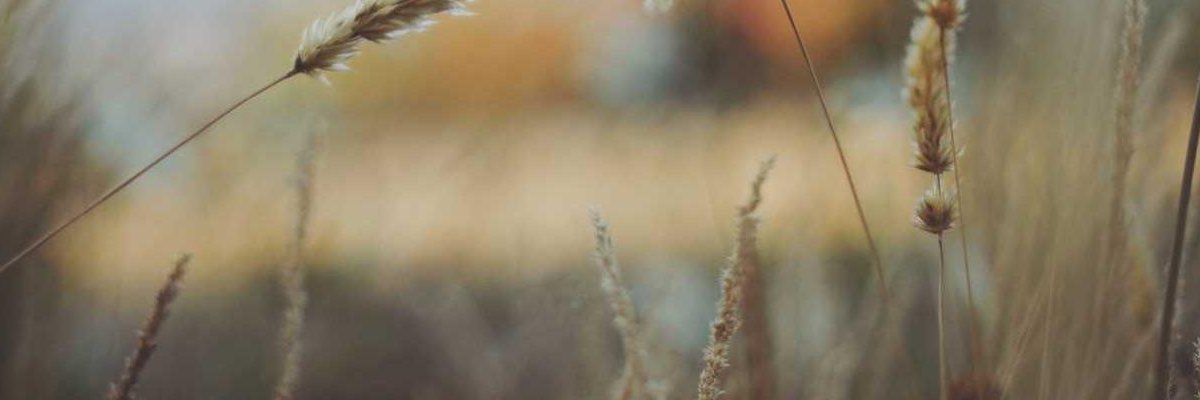 Indra_K_07's profile banner image