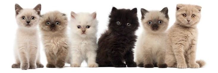 hele. 𖧁୧ banner