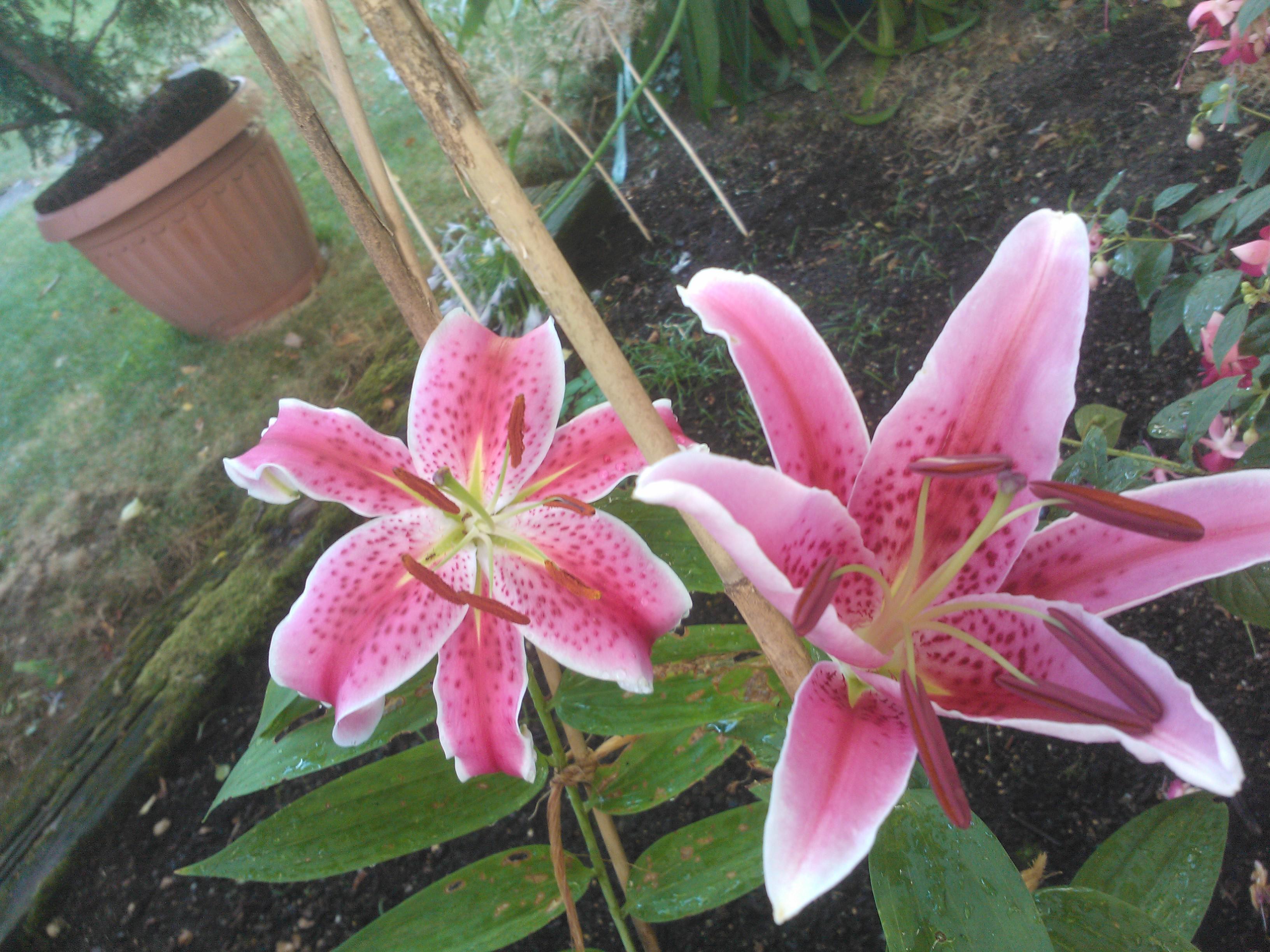 Peter Schneider 📯 banner