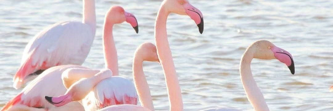 🦂 escorpion🦂 banner