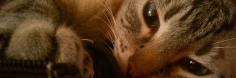 SonyaAlessa13's profile banner image