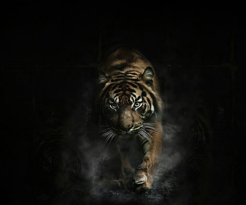OfficiallyHasan's profile banner image