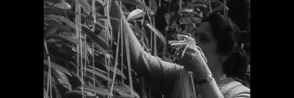 spaghettifarm Profile Banner