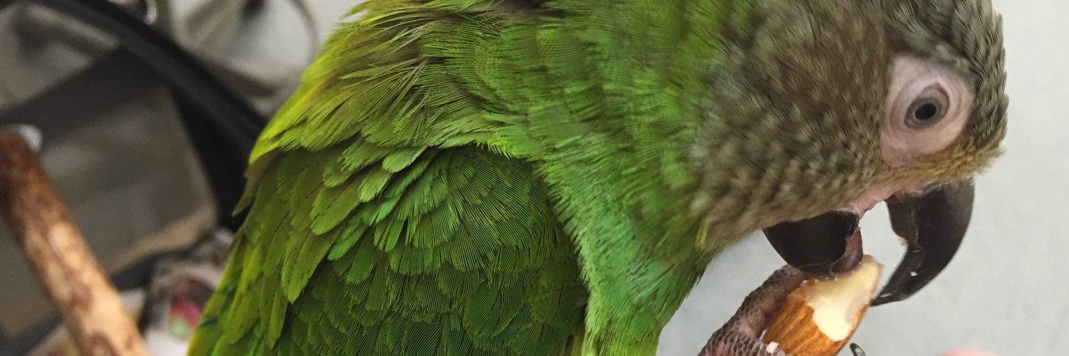 Kappa Bird 🦜🟩 banner