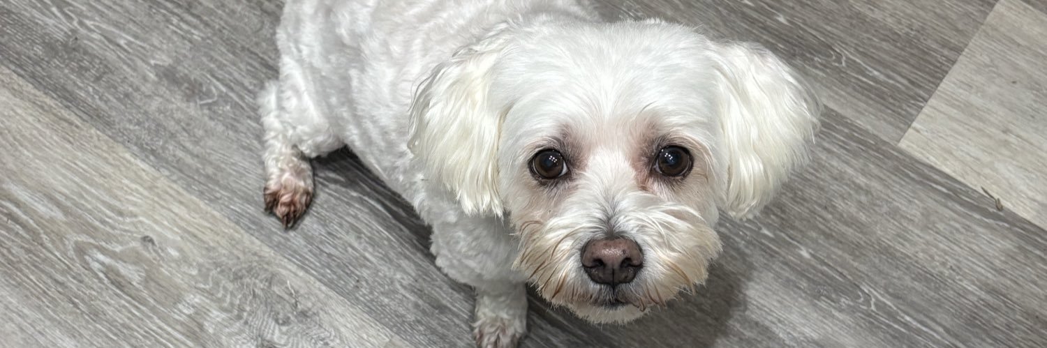 Dan Barrett 🏴󠁧󠁢󠁥󠁮󠁧󠁿 banner