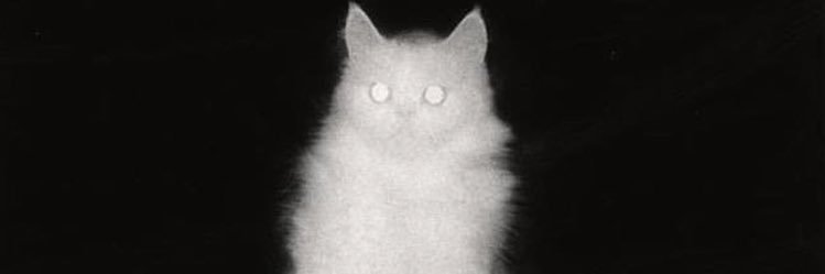 ynmewerenotth's profile banner image