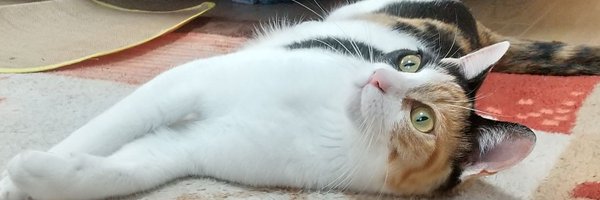 pushu_gubi Profile Banner