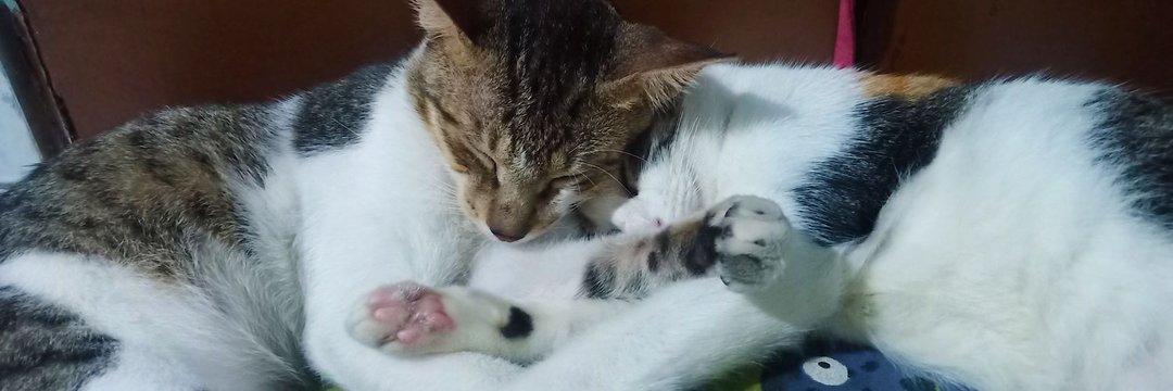 dpr yan ᵖᵗ² ˎ₍•ʚ•₎ˏ banner