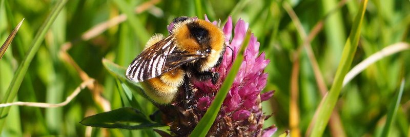 Great Yellow Bumblebee Project's banner