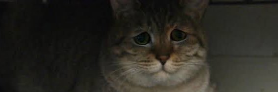 ねこのおなら banner