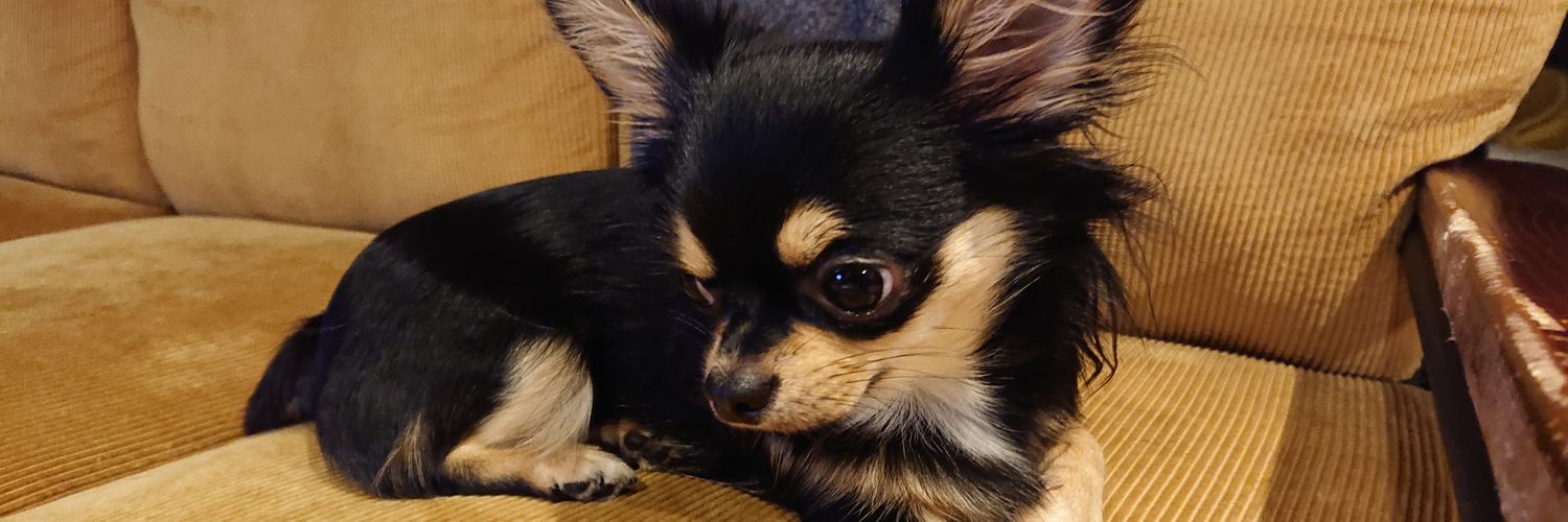 _Courtesiana's profile banner image
