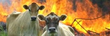 TrollGalego's profile banner image