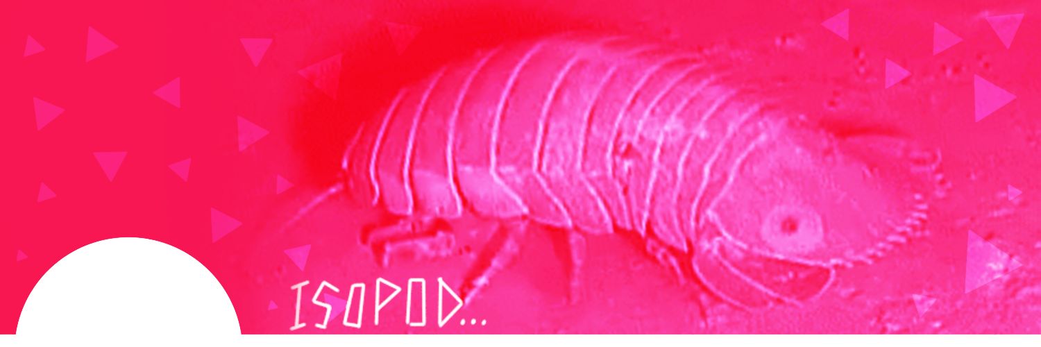 Bonphia 🐱🌺 banner