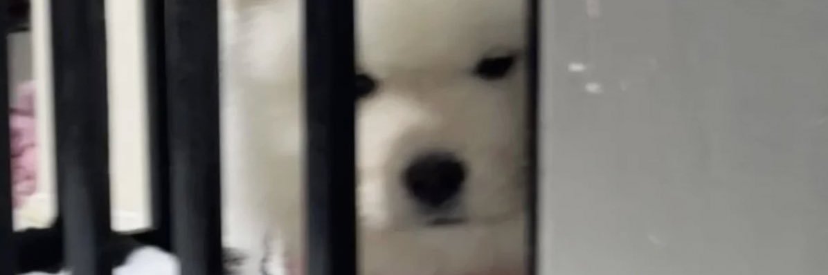 𝓟 banner