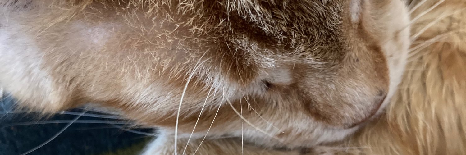 SharonNijboer's profile banner image