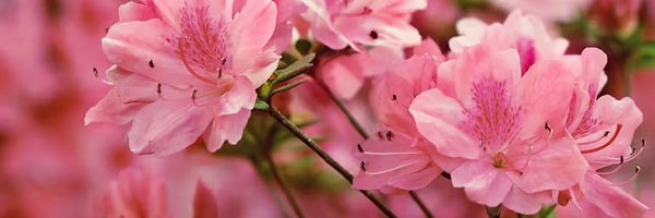 AzaleaPND Profile Banner