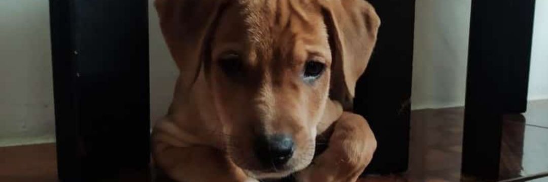 Geraldine Hernandez banner