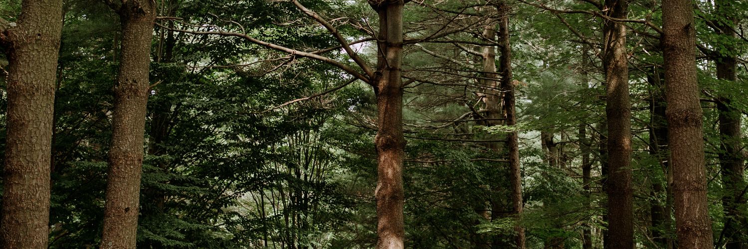NightAtTheBees's profile banner image