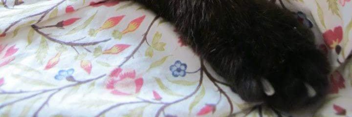 okapilica's profile banner image