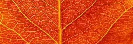 __Orange______'s profile banner image
