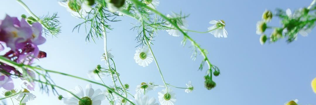 dyamomile's profile banner image