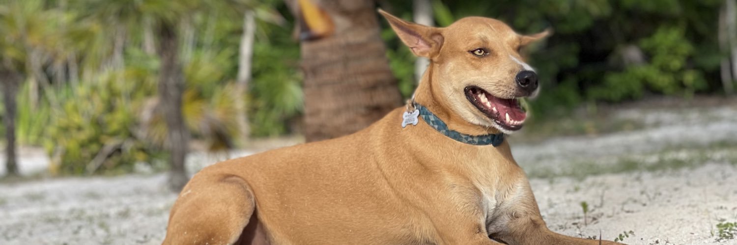 davidmonjiote's profile banner image