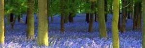 CarlowProperty's profile banner image