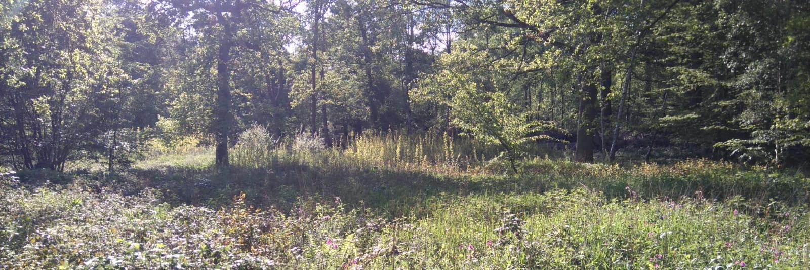 ParndonWood's profile banner image