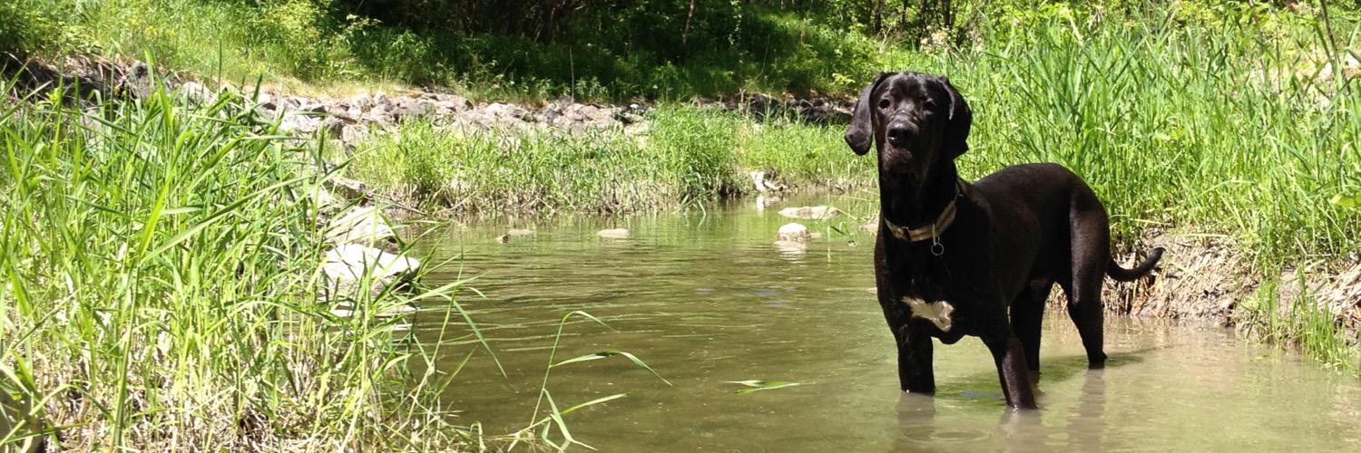 Henri Kuschkowitz banner