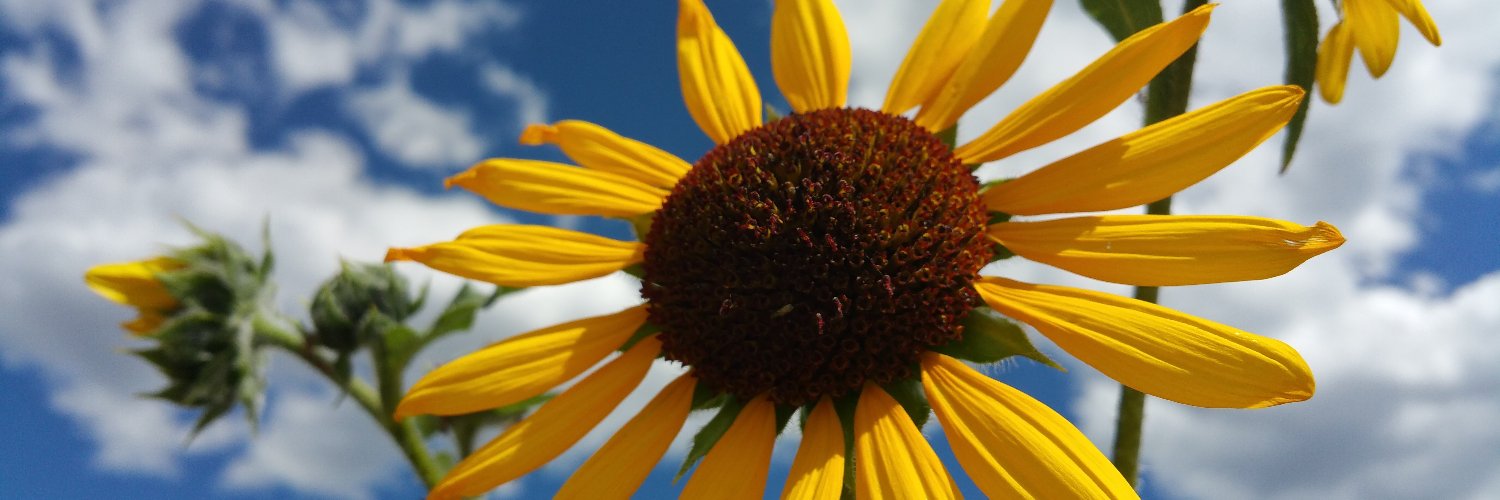 inaradeluna's profile banner image