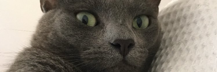 _belene_'s profile banner image