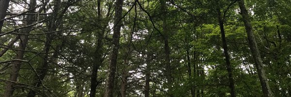 mere215 Profile Banner