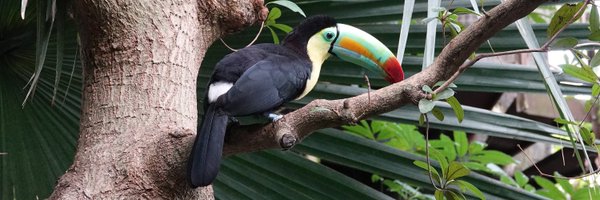 CedCastrog Profile Banner