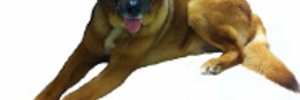 DognetGr Profile Banner