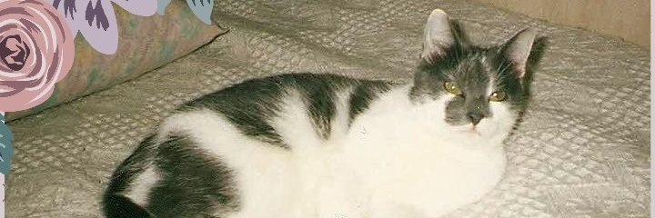 NikiRaven's profile banner image