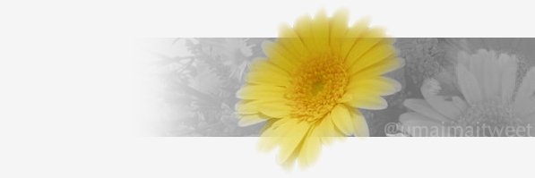 umaimaitweet's profile banner image