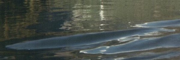donihuby Profile Banner