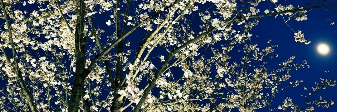 hiro_piropiro's profile banner image