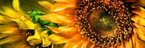 JanePauls's profile banner image
