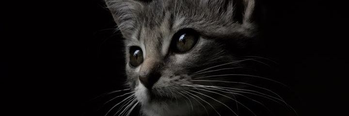 marxtoday's profile banner image